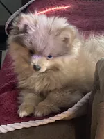 Comet, a male Pomeranian for sale in Wedgefield, SC – Photo 3 of 10