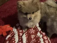 Comet, a male Pomeranian for sale in Wedgefield, SC – Photo 6 of 10