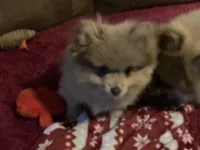 Comet, a male Pomeranian for sale in Wedgefield, SC – Photo 5 of 10