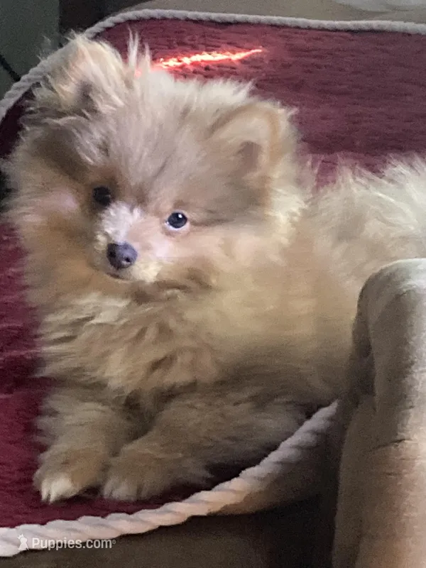 Comet, a male Pomeranian for sale in Wedgefield, SC – Photo 1 of 10