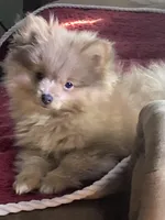 Comet, a male Pomeranian for sale in Wedgefield, SC – Photo 1 of 10