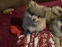 Comet, a male Pomeranian for sale in Wedgefield, SC – Photo 8 of 10