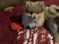 Comet, a male Pomeranian for sale in Wedgefield, SC – Photo 7 of 10