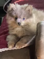 Comet, a male Pomeranian for sale in Wedgefield, SC – Photo 2 of 10