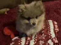 Comet, a male Pomeranian for sale in Wedgefield, SC – Photo 9 of 10