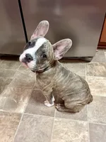 Romeo, a male French Bulldog for sale in Virginia Beach, VA – 6 of 6