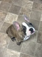 Romeo, a male French Bulldog for sale in Virginia Beach, VA – 3 of 6
