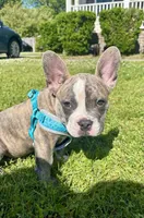 Romeo, a male French Bulldog for sale in Virginia Beach, VA – 5 of 6