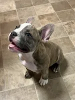 Romeo, a male French Bulldog for sale in Virginia Beach, VA – 2 of 6