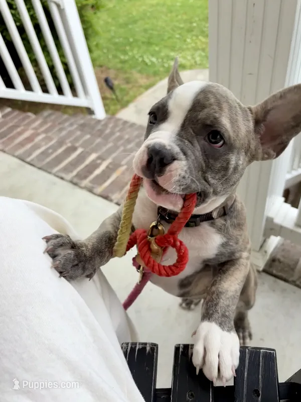 Romeo – French Bulldog puppy for sale in Virginia Beach, VA