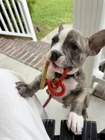 Romeo, a male French Bulldog for sale in Virginia Beach, VA – 1 of 6