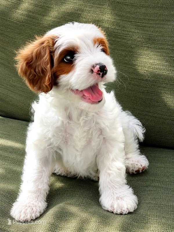 Bandit – Cavapoo puppy for sale in Auburn, NY