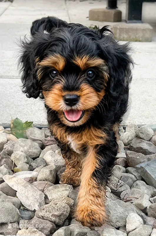 Pip – Cavapoo puppy for sale in Auburn, NY
