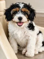 Chip, a male Cavapoo for sale in Auburn, NY – 1 of 1