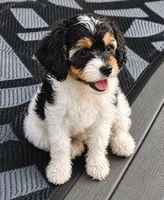 Cookie, a female Cavapoo for sale in Auburn, NY – 1 of 1