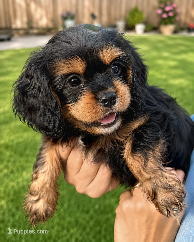 Tippy – Cavapoo puppy for sale in Auburn, NY