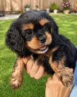Tippy, a female Cavapoo for sale in Auburn, NY – 1 of 1