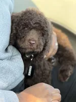 Chance, a male Labradoodle for sale in Chesterton, IN – 5 of 6