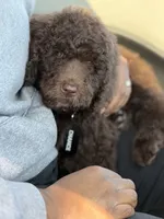 Chance, a male Labradoodle for sale in Chesterton, IN – 4 of 6