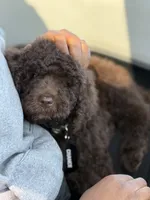 Chance, a male Labradoodle for sale in Chesterton, IN – 2 of 6