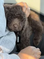 Chance, a male Labradoodle for sale in Chesterton, IN – 3 of 6