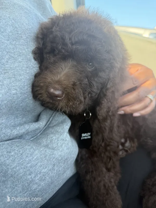 Chance – Labradoodle puppy for sale in Chesterton, IN