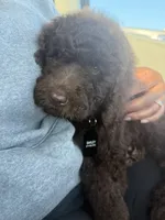 Chance, a male Labradoodle for sale in Chesterton, IN – 1 of 6