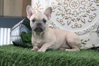 Frances, a female French Bulldog for sale in Charm, OH – 3 of 4