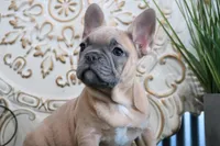 Sally, a female French Bulldog for sale in Charm, OH – Photo 8 of 8