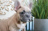 Sally, a female French Bulldog for sale in Charm, OH – Photo 2 of 8