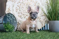Sally, a female French Bulldog for sale in Charm, OH – Photo 6 of 8