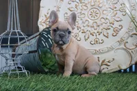 Sally, a female French Bulldog for sale in Charm, OH – Photo 5 of 8