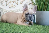 Sally, a female French Bulldog for sale in Charm, OH – Photo 7 of 8