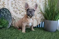 Sally, a female French Bulldog for sale in Charm, OH – Photo 1 of 8