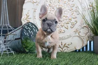 Sally, a female French Bulldog for sale in Charm, OH – Photo 4 of 8