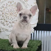 Coco, a female French Bulldog for sale in Charm, OH – Photo 3 of 5