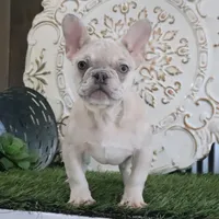 Coco, a female French Bulldog for sale in Charm, OH – Photo 4 of 5