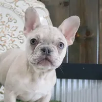 Coco, a female French Bulldog for sale in Charm, OH – Photo 1 of 5
