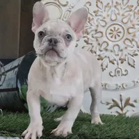 Coco, a female French Bulldog for sale in Charm, OH – Photo 5 of 5