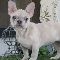 Coco, a female French Bulldog for sale in Charm, OH – Photo 2 of 5