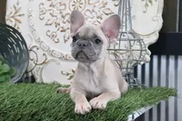 Wilma, a female French Bulldog for sale in Charm, OH – 4 of 9