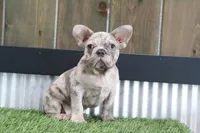 Champ, a male French Bulldog for sale in Charm, OH – Photo 2 of 6