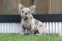 Champ, a male French Bulldog for sale in Charm, OH – Photo 5 of 6
