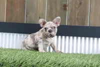 Champ, a male French Bulldog for sale in Charm, OH – Photo 3 of 6