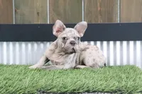 Champ, a male French Bulldog for sale in Charm, OH – Photo 4 of 6