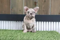 Champ, a male French Bulldog for sale in Charm, OH – Photo 6 of 6