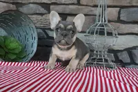Snickers, a male French Bulldog for sale in Charm, OH – 2 of 5