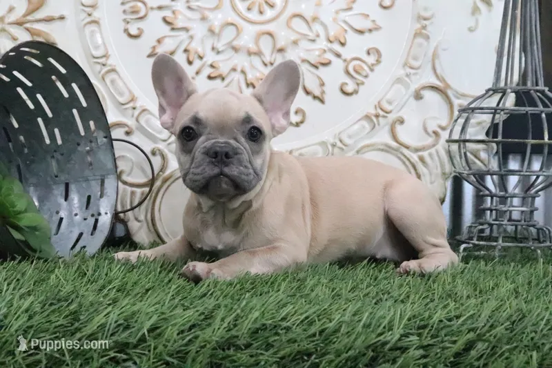 Frances – French Bulldog puppy for sale in Charm, OH