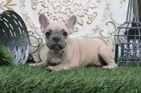 Frances, a male French Bulldog for sale in Charm, OH – 1 of 4