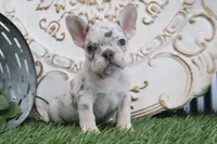 Mitzy, a female French Bulldog for sale in Charm, OH – 2 of 5